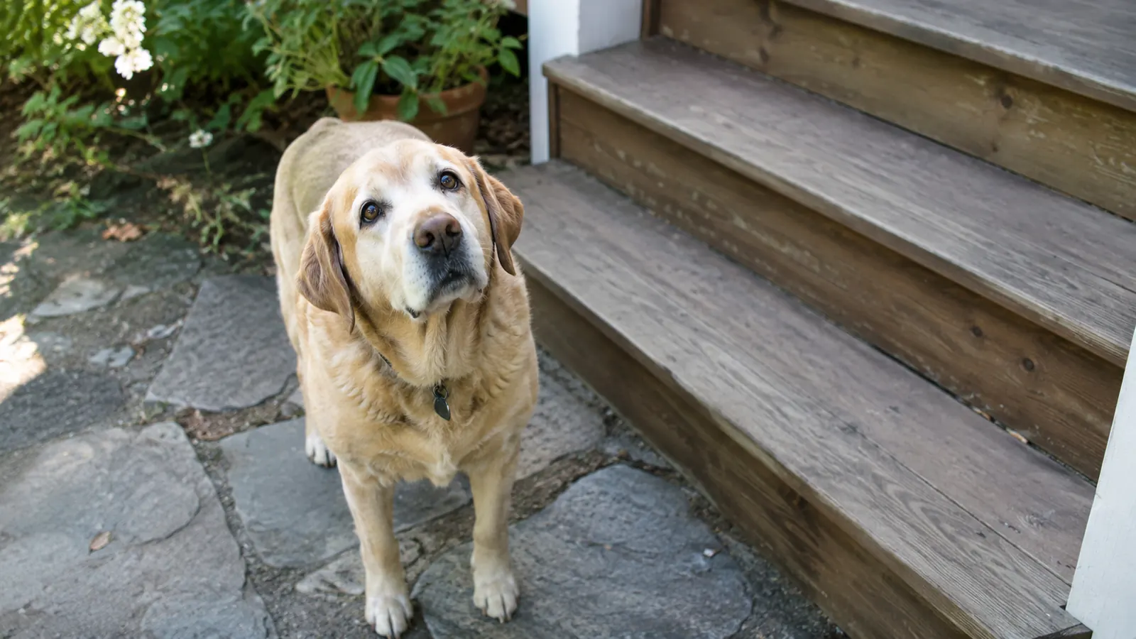 An older yellow Labrador standing at the bottom of three back-porch steps, looking up toward the door