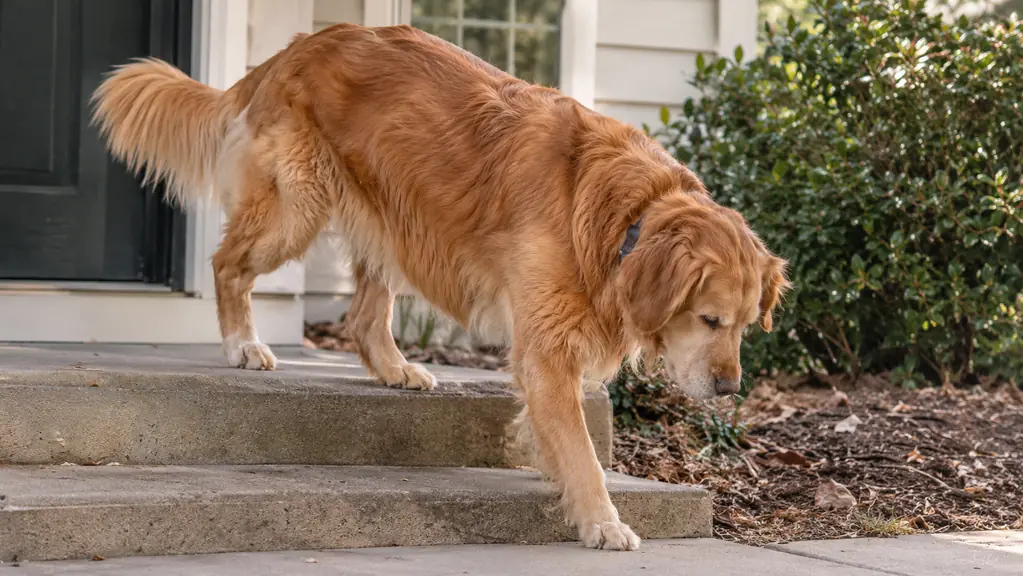 A large dog stepping down from a low porch step, photographed from the side